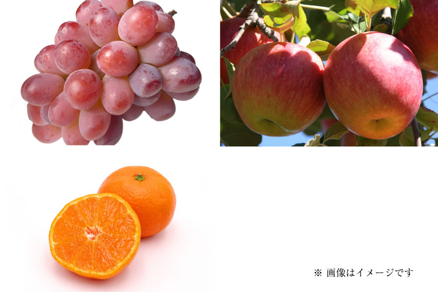 フルーツ定期便Pregular11月